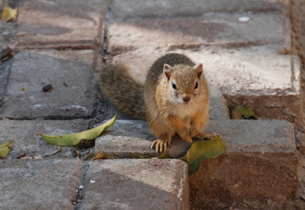 Buschhörnchen